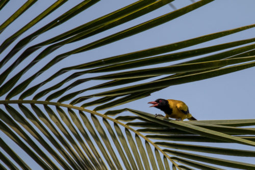 Black-hooded oriole