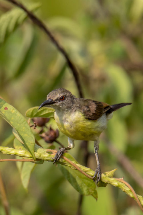 Female Purple-rumped sunbird