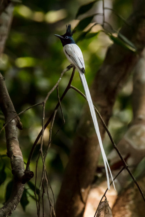 Indian Paradise-flycatcher