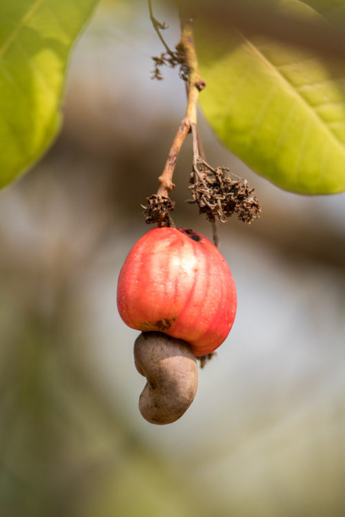 Cashew showing the creamy bokeh