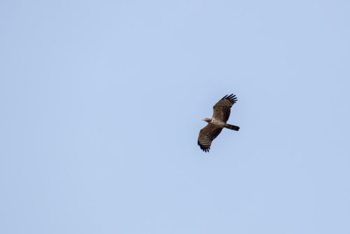 Honey Buzzard in flight