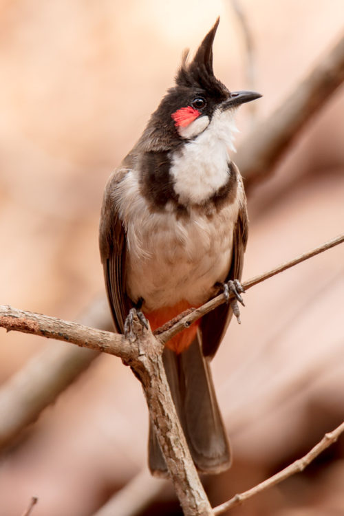 Red-whiskered bulbul