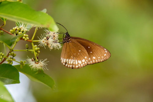 Common Indian Crow Butterfly