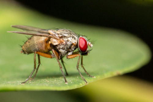 Flesh Fly