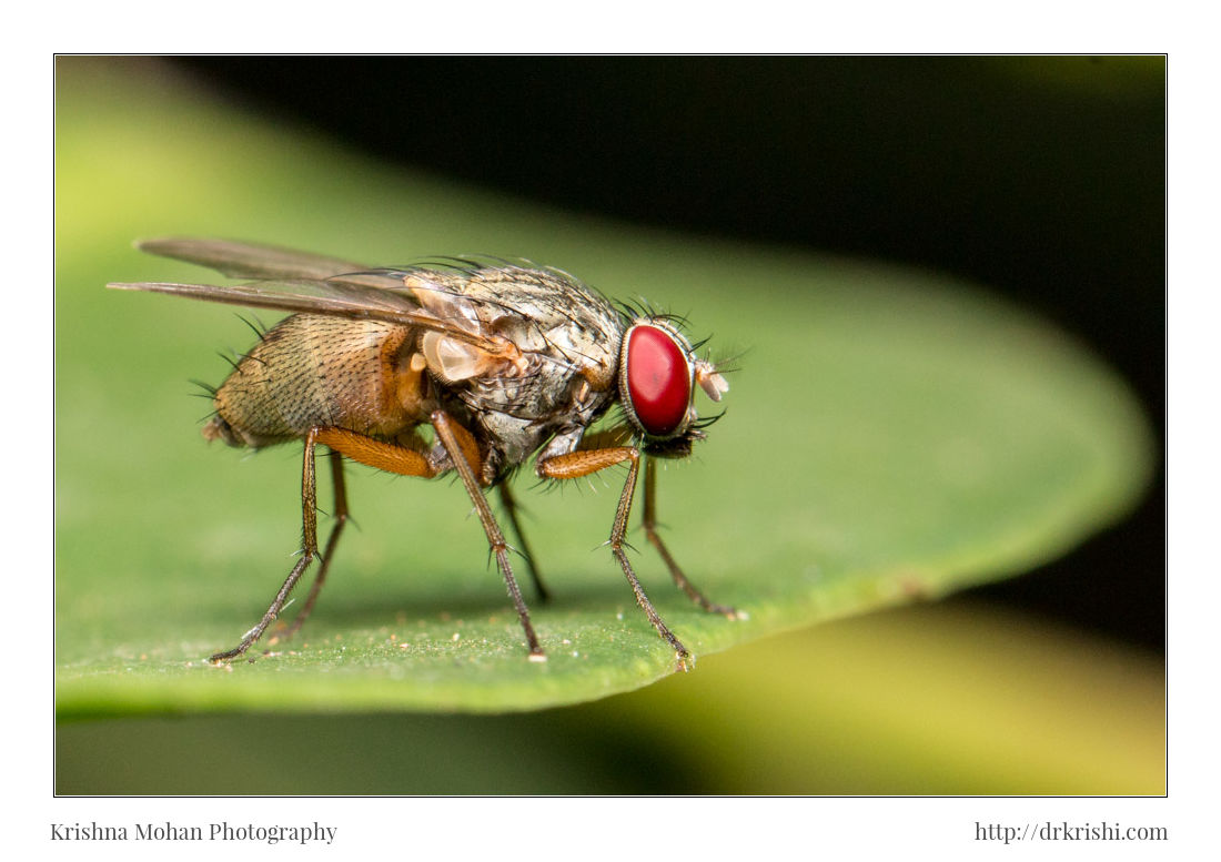 Flesh Fly