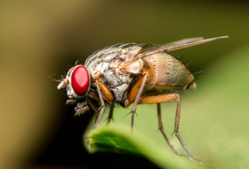 Flesh Fly