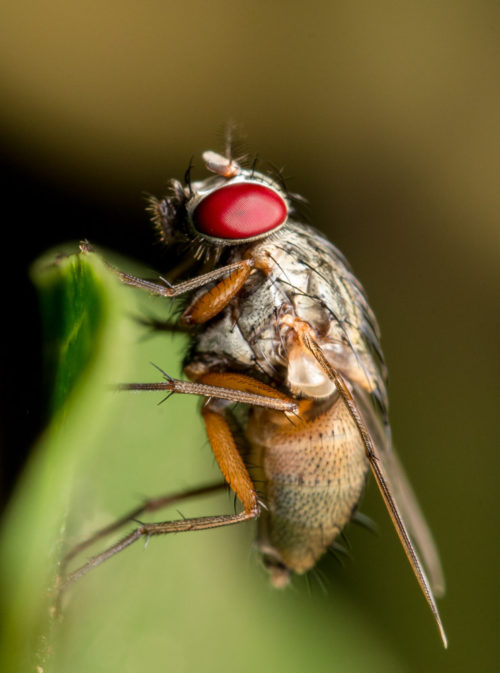 Flesh Fly