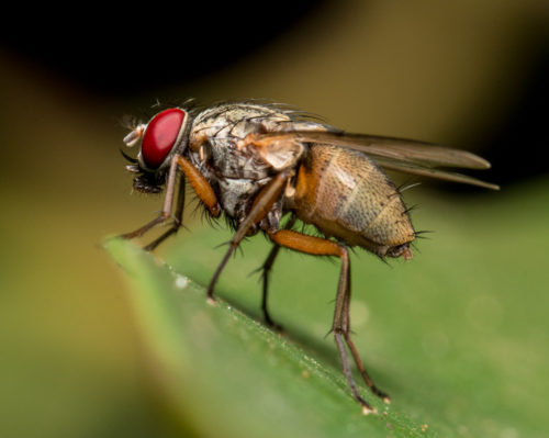 Flesh Fly