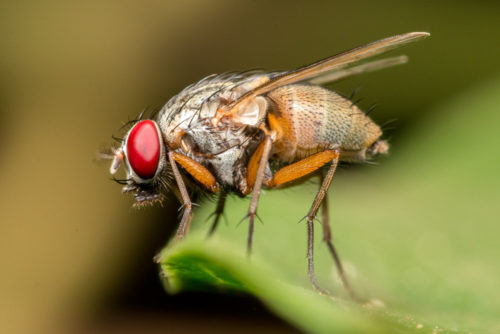 Flesh Fly