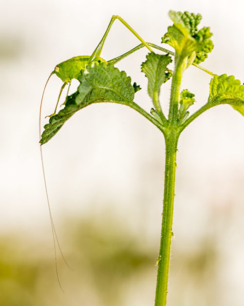 Katydid