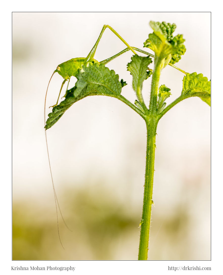 Katydid