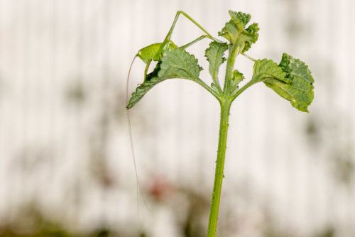 Katydid