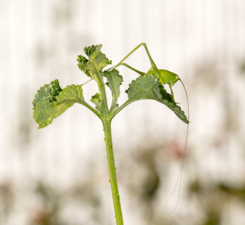 Katydid