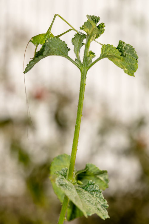 Katydid