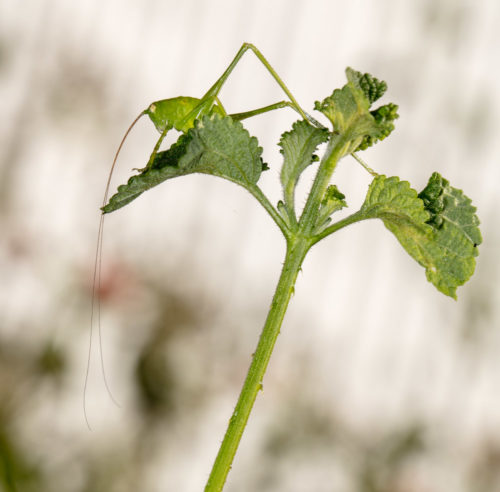 Katydid