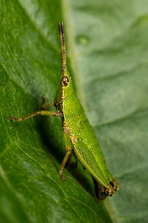 Short Horned Grasshopper Nymph