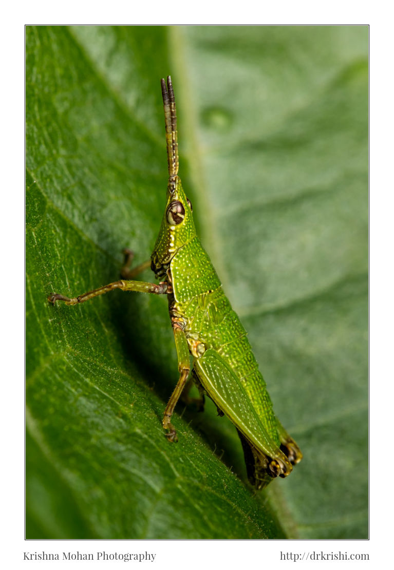 Short Horned Grasshopper Nymph