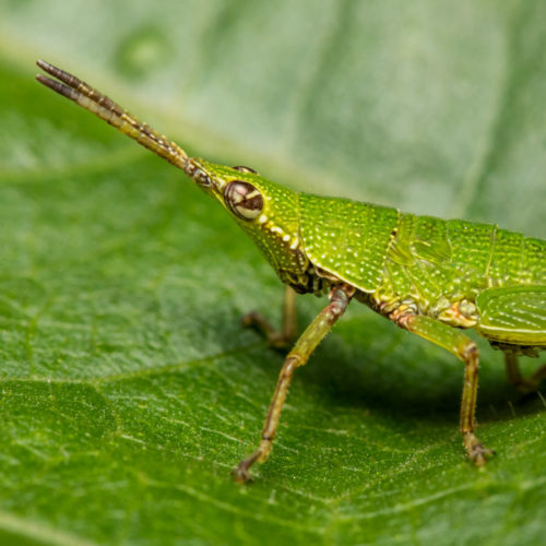 Short Horned Grasshopper Nymph