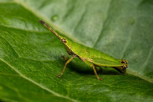 Short Horned Grasshopper Nymph