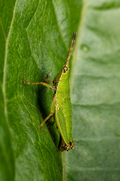 Short Horned Grasshopper Nymph