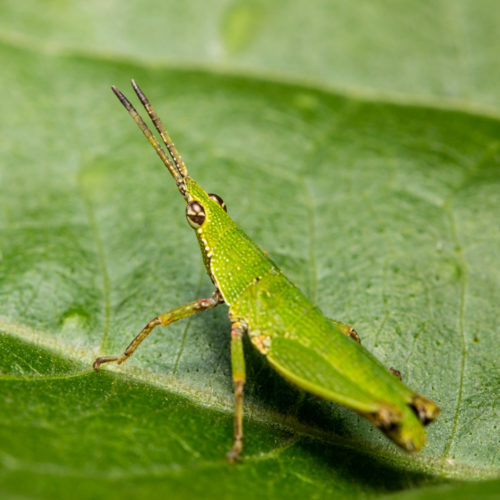 Short Horned Grasshopper Nymph