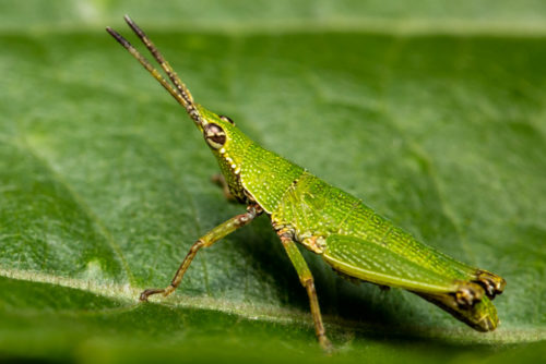 Short Horned Grasshopper Nymph