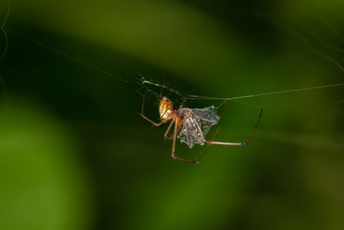 Spider Catching Mosquito