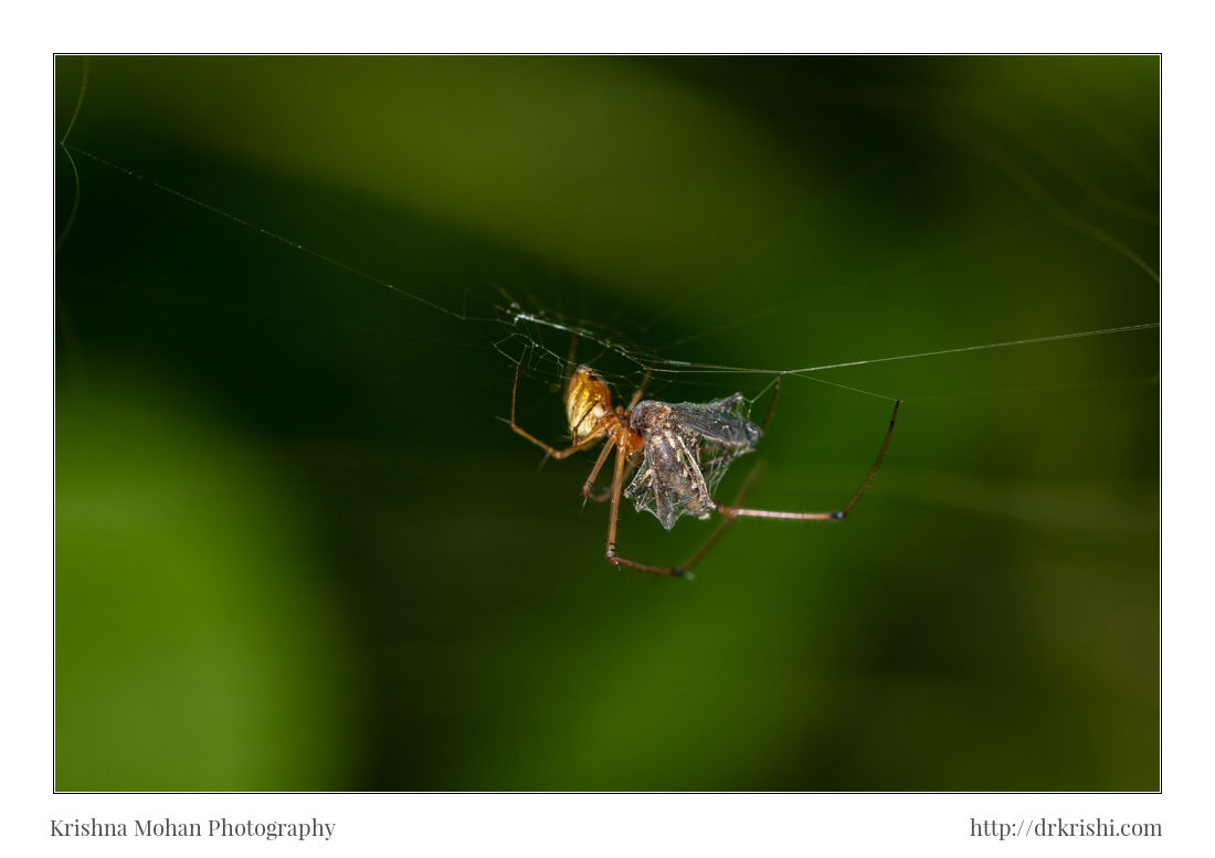 Spider Catching Mosquito