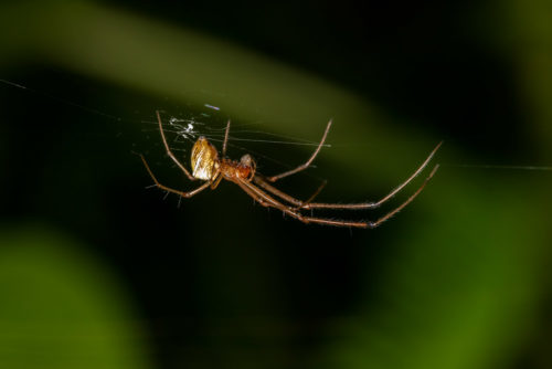 Tylorida striata