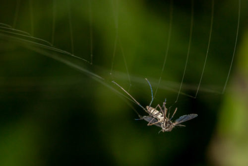 Culex Mosquito in spider web