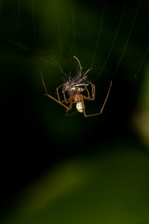 Spider Catching Mosquito