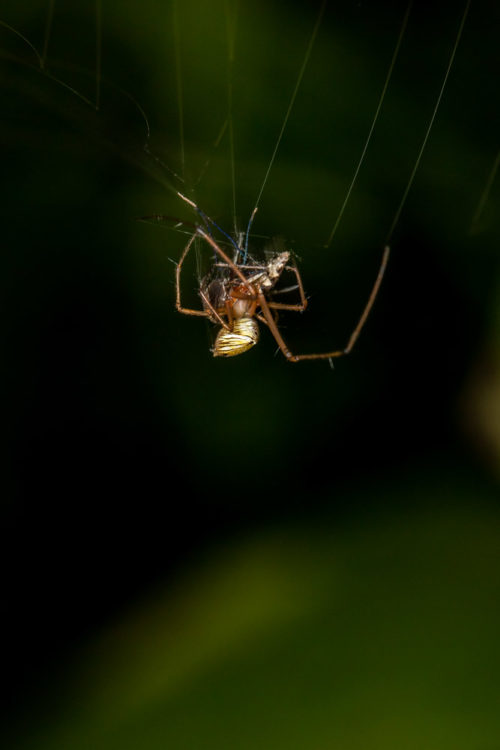 Spider Catching Mosquito