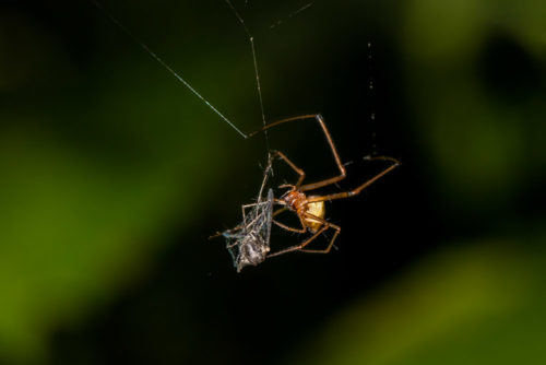 Spider Catching Mosquito