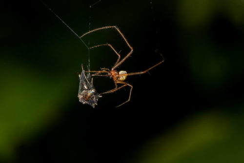 Spider Catching Mosquito