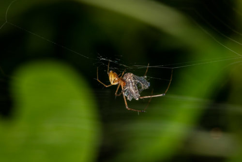 Spider Catching Mosquito