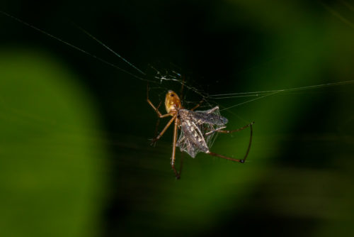 Spider Catching Mosquito