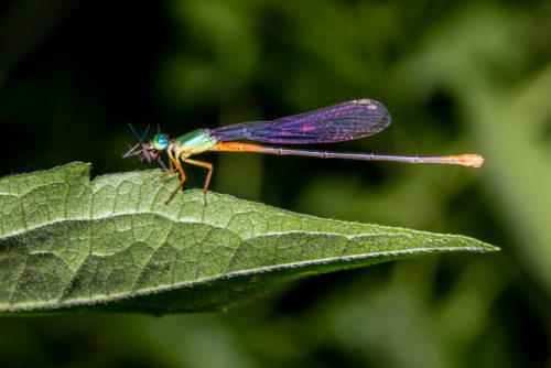 Orange-tailed Marsh Dart Feeding Mosquito