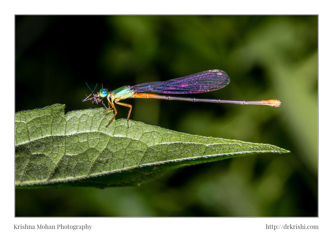 Orange-tailed Marsh Dart Feeding Mosquito