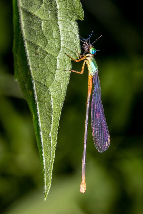 Orange-tailed Marsh Dart Feeding Mosquito