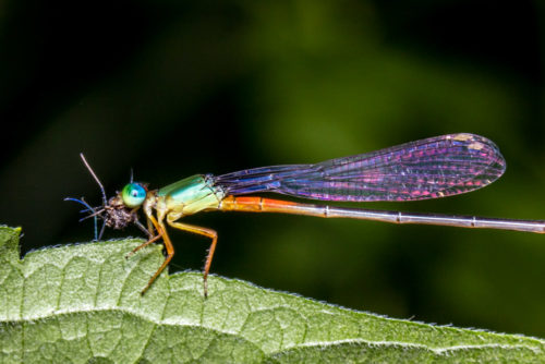 Orange-tailed Marsh Dart Feeding Mosquito