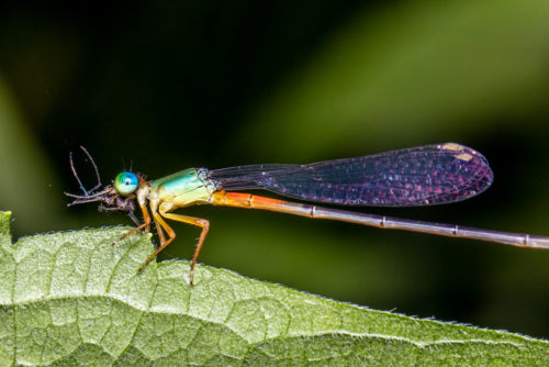 Orange-tailed Marsh Dart Feeding Mosquito