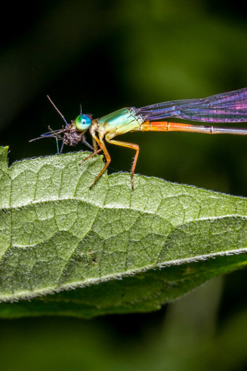 Orange-tailed Marsh Dart Feeding Mosquito