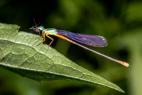 Orange-tailed Marsh Dart Feeding Mosquito