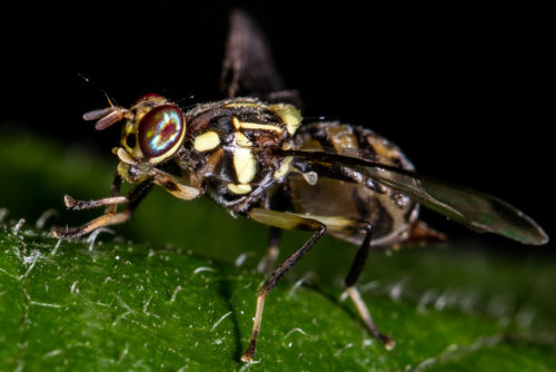 Oriental Fruit Fly