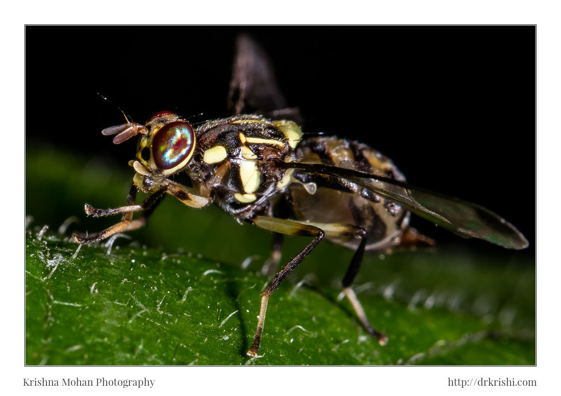 Oriental Fruit Fly