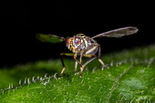 Oriental Fruit Fly