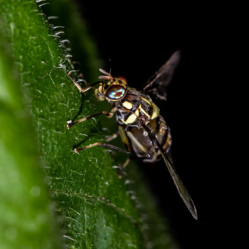 Oriental Fruit Fly