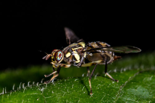 Oriental Fruit Fly