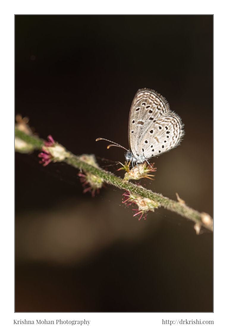 Tiny Grass Blue