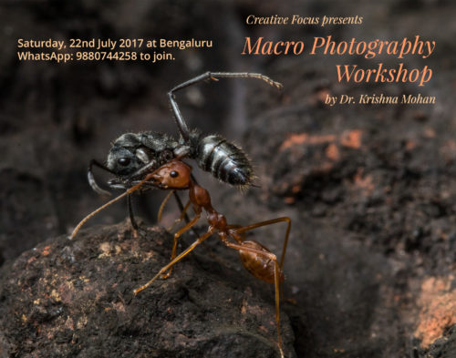 Macro Photography Workshop